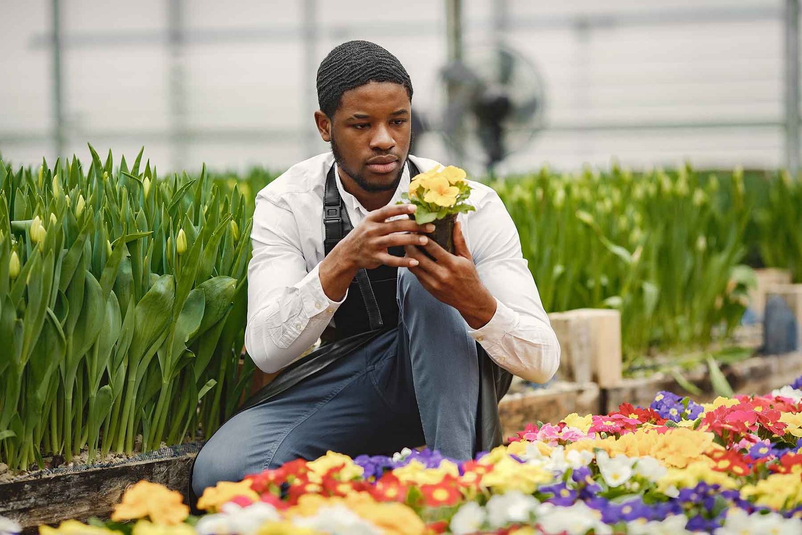 gardener-inspects-flowers-in-a-pot-in-greenhouse-YSJZSQC.jpg